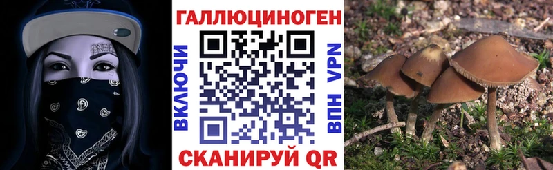 купить   Нерчинск  Псилоцибиновые грибы Psilocybine cubensis 